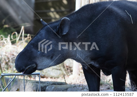 鬍子巴庫 112413587