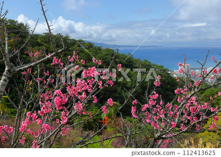 Nago City, Okinawa Prefecture Ryukyu Kanhizakura, one of the earliest blooming varieties in Japan, in the Nago Castle Park Sakura Garden and the blue Nago Bay below 112413625