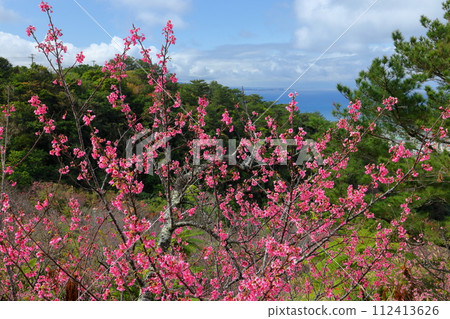Nago City, Okinawa Prefecture Ryukyu Kanhizakura, one of the earliest blooming varieties in Japan, in the Nago Castle Park Sakura Garden and the blue Nago Bay below 112413626