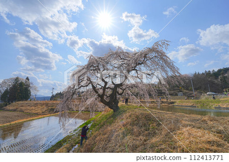 花園垂枝櫻花 112413771
