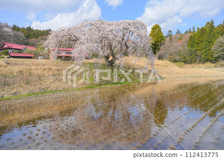 Hanazono weeping cherry blossoms 112413775