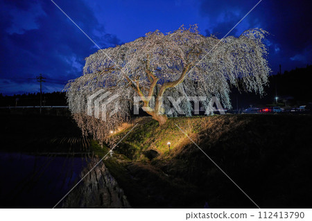 Hanazono weeping cherry blossoms 112413790