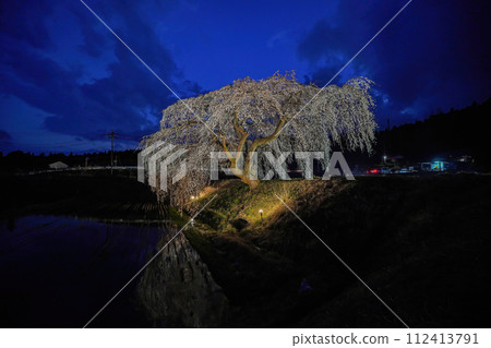 Hanazono weeping cherry blossoms Hanazono weeping cherry blossoms 112413791