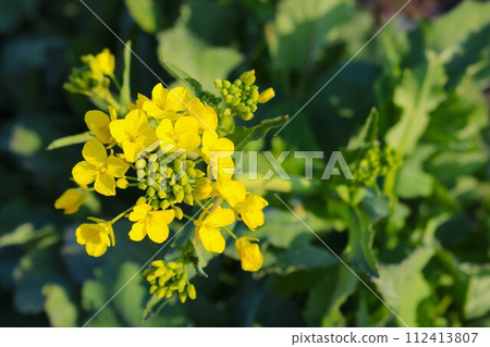 鄉村田野裡的油菜花預示著春天的到來 鄉村田野裡的油菜花預示著春天的到來 112413807