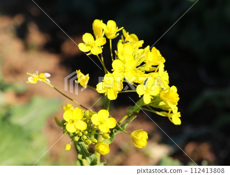 Rapeseed flowers herald the arrival of spring in a rural field Rapeseed flowers herald the arrival of spring in a rural field 112413808