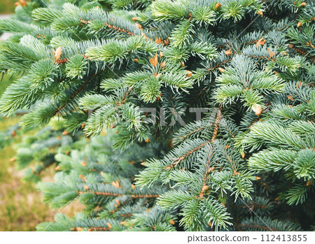 Pine branch & twig. Young green sprouts fir tree twig needles. Pine branch sprouts background Pine branch & twig. Young green sprouts fir tree twig needles. Pine branch sprouts background 112413855