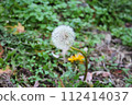 Out-of-season dandelions found on the bank in winter 112414037