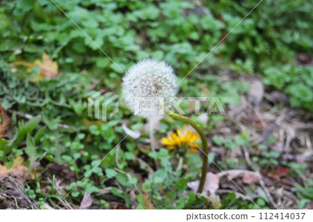 Out-of-season dandelions found on the bank in winter 112414037