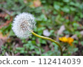 Close-up image of an out-of-season dandelion found on the bank in winter 112414039