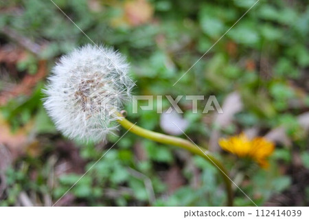 Close-up image of an out-of-season dandelion found on the bank in winter Close-up image of an out-of-season dandelion found on the bank in winter 112414039