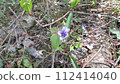 I don't know the name of the purple wildflower that blooms in the field. 112414040