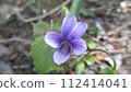 I don't know the name of the purple wildflower that blooms in the field. 112414041