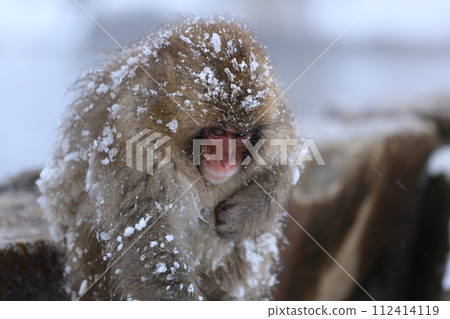 Japanese monkey in Jigokudani Monkey Park 112414119