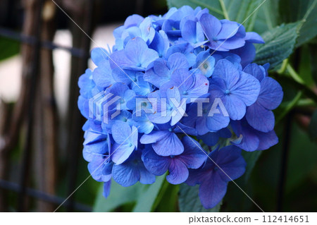 藍色繡球花 藍色繡球花 112414651