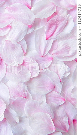 Smartphone wallpaper Cherry blossom petals Falling petals Beautiful Smartphone wallpaper Cherry blossom petals Falling petals Beautiful 112414739