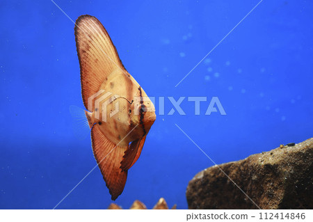 Orbic fish 112414846
