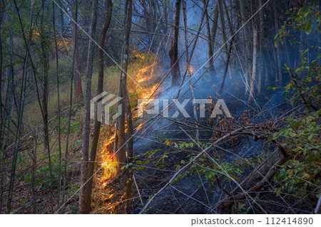 Most wildfires start small area and burn the dry grass and leaves on ground in tropical forest. 112414890