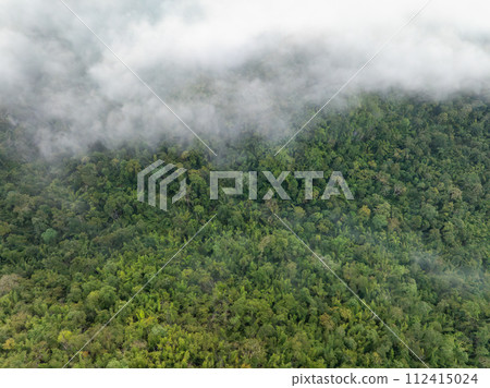 Tropical forests can absorb large amounts of carbon dioxide from the atmosphere. Tropical forests can absorb large amounts of carbon dioxide from the atmosphere. 112415024