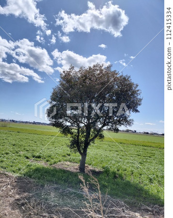 One tree standing on the prairie One tree standing on the prairie 112415334