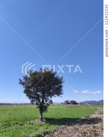 A tree standing in a spring field A tree standing in a spring field 112415335