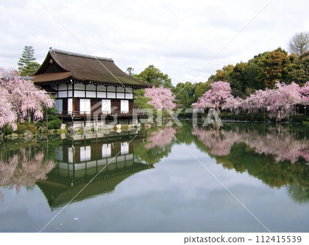 Heian Shrine garden with cherry blossoms in full bloom Heian Shrine garden with cherry blossoms in full bloom 112415539