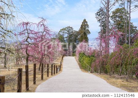 京都 宇治三室戶寺 垂梅園 京都 宇治三室戶寺 垂梅園 112415546