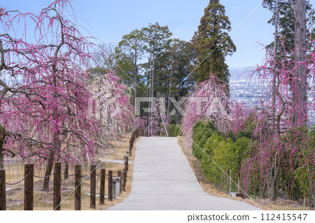 京都 宇治三室戶寺 垂梅園 京都 宇治三室戶寺 垂梅園 112415547