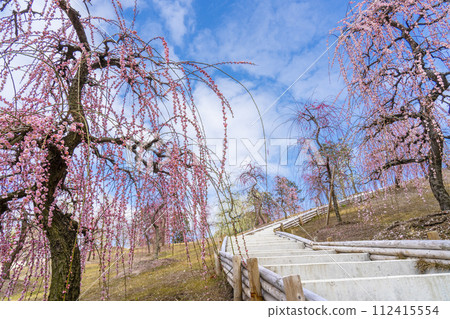 Kyoto Uji Mimuroto Temple Weeping Plum Garden 112415554