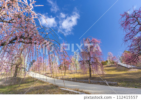 Kyoto Uji Mimuroto Temple Weeping Plum Garden 112415557