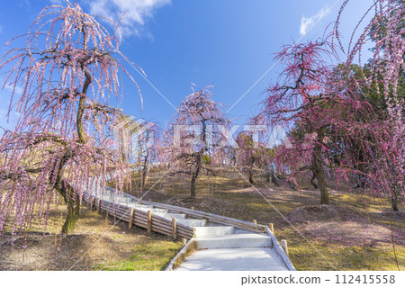 京都 宇治三室戶寺 垂梅園 京都 宇治三室戶寺 垂梅園 112415558
