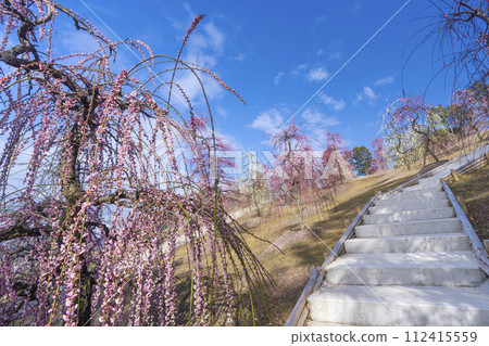 京都 宇治三室戶寺 垂梅園 京都 宇治三室戶寺 垂梅園 112415559