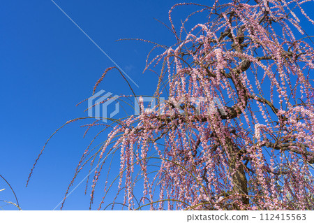 Kyoto Uji Mimuroto Temple Weeping Plum Garden Kyoto Uji Mimuroto Temple Weeping Plum Garden 112415563