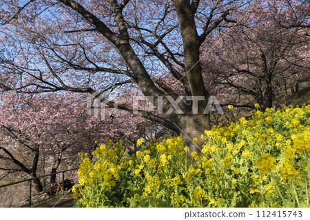 油菜花和河津櫻花 油菜花和河津櫻花 112415743