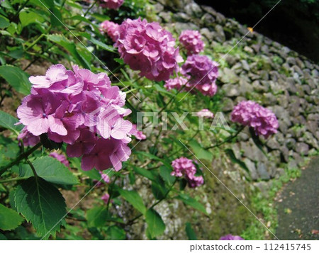 吉峰寺盛開的繡球花 吉峰寺盛開的繡球花 112415745