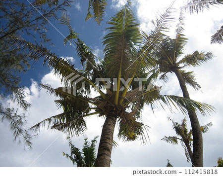 關島的棕櫚樹 112415818