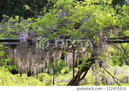 從側面看紫藤格子 從側面看紫藤格子 112415819