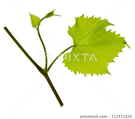 Greenery. Vine branch, isolated without shadow. Traditional winery culture and winemaker business. 112415820