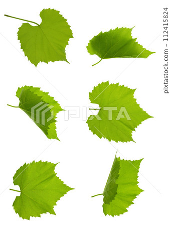 Close up fresh Green grape leaves. Set Close up fresh Green grape leaves. Set 112415824