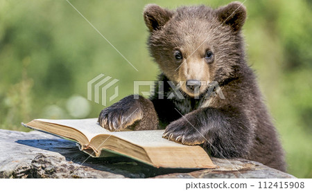 cute brown bear cub reading book in the woods, 16:9 widescreen backdrop / wallpaper cute brown bear cub reading book in the woods, 16:9 widescreen backdrop / wallpaper 112415908