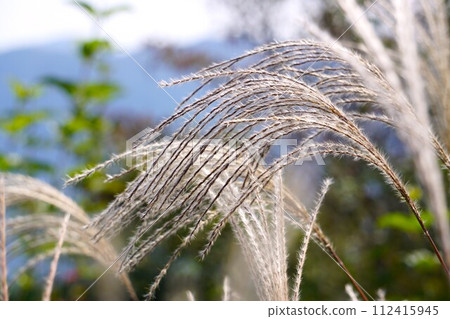 Japanese pampas grass blooming in the mountains in autumn 112415945