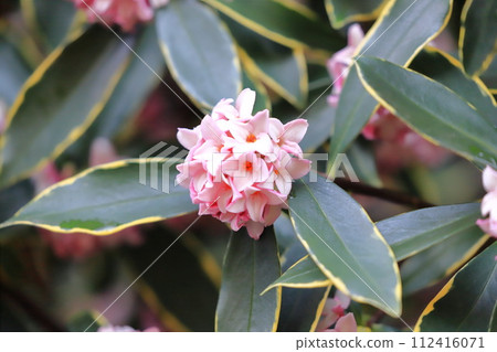 雨後的新潮加 雨後的新潮加 112416071