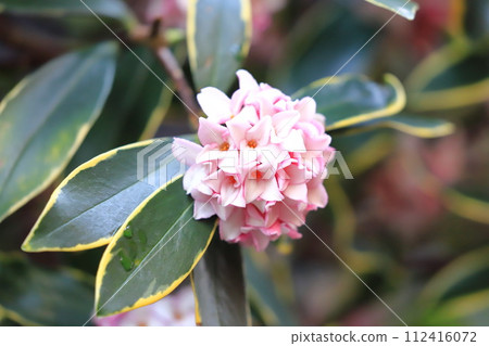 雨後的新潮加 112416072