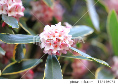 雨後的新潮加 112416073