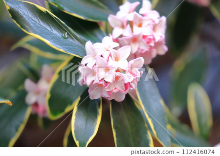 Shinchoga after the rain Shinchoga after the rain 112416074