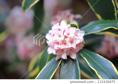 雨後的新潮加 112416075