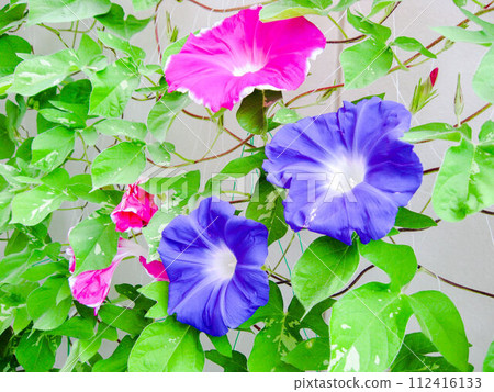 牽牛花日本夏季花 牽牛花日本夏季花 112416133