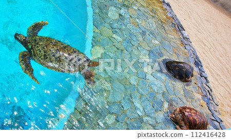 Okinawa Churaumi Aquarium sea turtle hall scenery 112416428