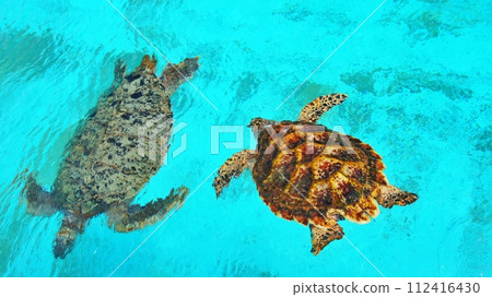 沖繩美麗海水族座海龜館風景 112416430