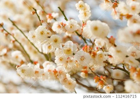 白梅 白梅 112416715