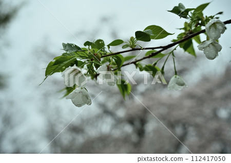 各種類型的櫻花 各種類型的櫻花 112417050